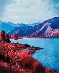 Seen and Not Seen by Richard Mosse, 2012, Chromogenic print, offered Jul 2020