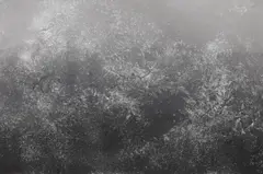 Adam Fuss, Untitled, 2005, Unique gelatin silver print, mounted