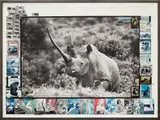 Peter Beard, Ruhuti Valley (Aberdare Forest, Kenya), record-class rhino [circa 47"] for The End of the Game