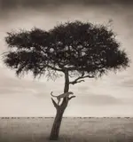 Cheetah in Tree, Maasai Mara by Nick Brandt, 2003, Archival pigment print, sold Jul 2020
