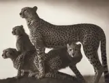 Nick Brandt, Cheetah and Cubs, Maasai Mara, 2003, Archival pigment print