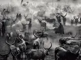Sebastião Salgado, Dinka Cattle Camp of Amak, Southern Sudan, 2006, Gelatin silver print