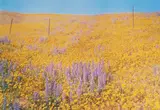 Untitled (flowering field) by William Eggleston, 1978, Dye transfer print, printed 1980, sold Oct 2020