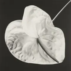 Anthurium by Robert Mapplethorpe, 1988, Gelatin silver print, sold Oct 2020