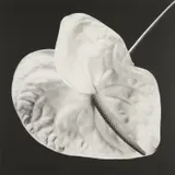 Anthurium by Robert Mapplethorpe, 1988, Gelatin silver print, sold Oct 2020