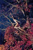 Ryan McGinley, Marieke (Fall Foliage)