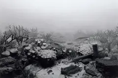 Devonian Period by Hiroshi Sugimoto, 1992, Gelatin silver print, offered Oct 2020