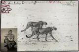 Peter Beard, Hunting Cheetahs on the Taru desert/for the End of the Game/Last Word from Paradise