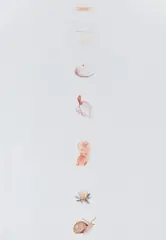 Subtle Body from Academy of Secrets by Sarah Charlesworth, 1989, Dye destruction print, mounted, sold Oct 2020