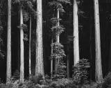 Ansel Adams, Redwoods, Bull Creek Flat, Northern California
