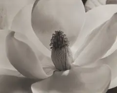 Magnolia Blossom by Imogen Cunningham, 1925, Gelatin silver print, printed 1961, offered Oct 2020