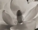 Imogen Cunningham, Magnolia Blossom, 1925, Gelatin silver print, printed 1961