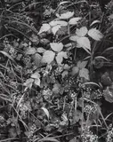 Trailside, near Juneau, Alaska by Ansel Adams, 1948, Gelatin silver print, printed 1973-1977, sold Oct 2020