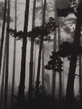 Brett Weston, Monterey Pines in Fog