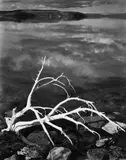 Ansel Adams, White Branches, Mono Lake, California