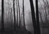 Paul Caponigro, Redding Woods and Mist, Connecticut