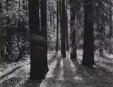 Ansel Adams, Forest Floor, Yosemite, California