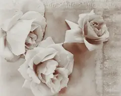 Roses by Olivia Parker, 1980, Gelatin silver print, printed 1980, offered Oct 2020