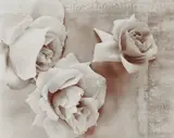 Olivia Parker, Roses, 1980, Gelatin silver print, printed 1980