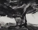 Wynn Bullock, Tree Trunk