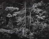 Ansel Adams, Forest and Stream, Northern California, 1959, Gelatin silver print from Portfolio V , printed 1979