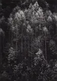 Dawn, Autumn forest, Great Smoky Mountains National Park, Tennessee by Ansel Adams, 1948, Gelatin silver print from Portfolio Two , printed 1950, sold Oct 2020