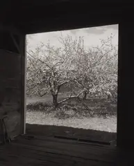 John Szarkowski, Winesap from Barn, 1997, Gelatin silver print, printed 2006