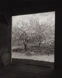 John Szarkowski, Winesap from Barn, 1997, Gelatin silver print, printed 2006