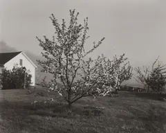 John Szarkowski, Young Stayman Winesap in Bloom, circa 1985, Gelatin silver print, printed 2006