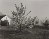 John Szarkowski, Young Stayman Winesap in Bloom, circa 1985, Gelatin silver print, printed 2006