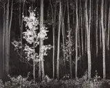 Aspens, Northern New Mexico by Ansel Adams, 1958, Gelatin silver print from Portfolio VII , printed 1976, sold Oct 2020