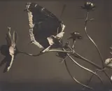 Edward Steichen, Untitled (Mourning Cloak Butterfly on Cosmos)