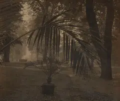 Palm in Prague Castle Garden by Josef Sudek, 1942, Pigment print, printed circa 1952, offered Oct 2020