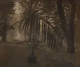 Josef Sudek, Palm in Prague Castle Garden