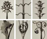 Karl Blosfeldt, Urformen der Kunst I
