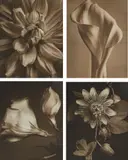 Tom Baril, Ten Flowers in Photogravure, 1998, Boston: Robert Klein Gallery, 1999. Ten photogravures