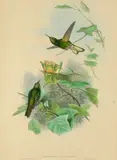 Gould and Richter, A Group of 3 Hummingbird Prints, c. 1860, Lithographs with handcoloring and gum arabic on wove paper