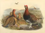 Gould and Richter, A Group of 7 Bird Prints, c. 1860, Lithographs with handcoloring and touches of gum arabic on wove paper paper