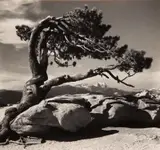 Ansel Adams, Jeffrey Pine, Sentinel Dome, Yosemite National Park