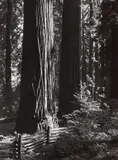 Ansel Adams, Pine Forest Mist, Timber Cove; Redwoods, Richardson Grove, 1950s-60s