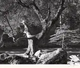 Ansel Adams, Morning, Merced River Canyon, Yosemite National Park