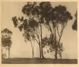 William E. Dassonville, Eucalyptus Trees and San Francisco Skyline, 1920s, Gelatin silver print on Charcoal Black paper