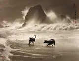 Playing in the Waves by Don Hong-Oai, 1982, Sepia-toned gelatin silver print, offered Dec 2012