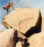 William Wegman, Rock Clock, 1999, Archival digital print