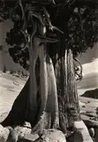 Juniper at Lake Tenaya by Edward Weston, 1937, Gelatin silver print, sold Dec 2012
