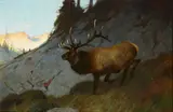 Carl Rungius, Olympian Elk