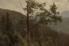 Tree covered mountains by Albert Bierstadt, oil on paper affixed to board, sold Dec 2012