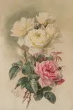 Paul de Longpré, La France and bride roses