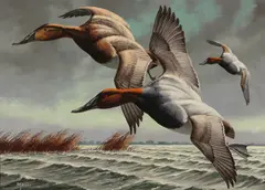 David A. Maass, Canvasbacks, oil on masonite