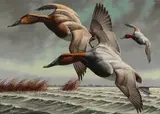 David A. Maass, Canvasbacks, oil on masonite